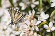 Un beau papillon butine des fleurs blanches