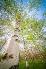 Wall Mural - blooming birch tree in a sunny spring day. young bright green leaves on birch tree branches close-up