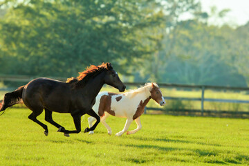 Horses Running in Pasture