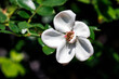 Wildrose weiß