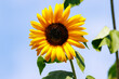 Eine Sonneblume