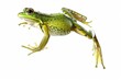 This captures the motion of a vibrant green spotted frog in mid-leap, with fine details highlighting its anatomy
