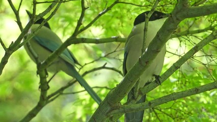 Wall Mural - azure winged magpie in a forest