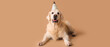 Adorable golden retriever in party hat on beige background