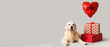 Adorable golden retriever with gift boxes and heart-shaped balloon on grey background