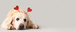 Adorable golden retriever in headband with hearts on grey background