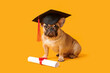 Cute French Bulldog in mortar board with diploma on yellow background