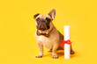 Cute French Bulldog in bow tie with diploma on yellow background