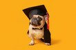 Cute French Bulldog in mortar board and bow tie on yellow background