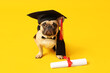 Cute French Bulldog in mortar board and bow tie with diploma on yellow background