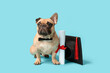 Cute French Bulldog in bow tie with mortar board and diploma on blue background