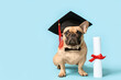 Cute French Bulldog in mortar board and bow tie with diploma on blue background