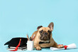 Cute French Bulldog with mortar board, diploma, books and stationery supplies on blue background