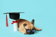 Cute French Bulldog in eyeglasses with mortar board and diploma on blue background