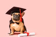 Cute French Bulldog in mortar board and bow tie and diploma on pink background