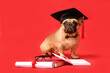 Cute French Bulldog in mortar board with diploma, books and eyeglasses on red background
