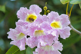 Fototapeta Tęcza - Industrious honey bee going deep into a blossom.