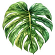 monstera leaves, including a large green leaf and smaller green leaves, are displayed on a isolated background
