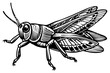 Black linocut illustration of the locust