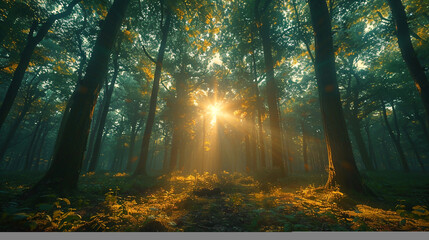 wide panoramic natural background image of morning sunrise coming through trees in a forest  