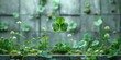Clover plant is an Irish symbol of good luck for St. Patrick's Day
