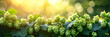 © Margarita Ratatosk - Plantation of green ripe hop cones in sunlight. Brewery and Oktoberfest concept. Herbal natural medicine.  Bunch of hops on blurred background for design banner, poster, card with copy space