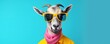 Funny white llama wearing sunglasses and scarf on a yellow background