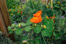 Orange Nasturtium In Garden