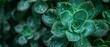 Succulent plant, close up, green patterns, sharp detail, soft focus