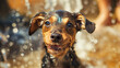 Adorable, drenched dog stares directly at the camera with wide eyes amidst a splash of water droplets.