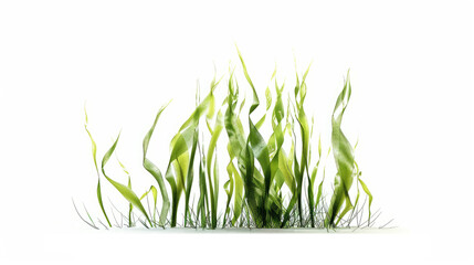 Vibrant green seaweed rises gracefully, creating a soft and natural contrast.Wallpaper. Background. Copy space.