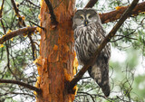 Fototapeta Las - Great grey owl ( Strix nebulosa ) close up