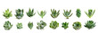 HD Succulents