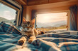 Adventure Kitty, Kitten lounging in a camper van with mountain views