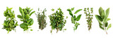 Fototapeta Londyn - HD Aromatic Herbs