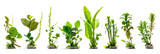 Fototapeta Londyn - HD Aquatic Plants