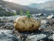 Sprout emerging from a potato in a rocky terrain, symbolizing growth and potential.