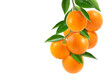 Bunch of orange with branch and leaves isolate on white background.
