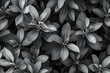 Black and white leaves texture background,  Leaves pattern for wallpaper design