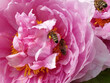 bees on rosy peony flower - pollination