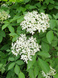 white flowers of Sambucus and green leaves - elder or elderberry bush