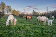 Herd of horses. Mares and foals in the meadow.