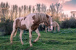 Thoroughbred stallion horse walking on the meadow.