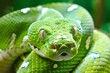 Close up of a green boa constrictor in nature