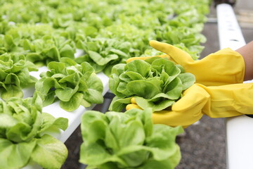 Wall Mural - Hydroponics farm Organic fresh harvested vegetables,Farmers hands holding fresh vegetables