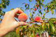 Zbieranie brzoskwiń z drzew, Zbiory brzoskwiń | Picking peaches of the trees, Peach Harvest