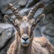 Ibex, horned alpine animal, close-up detail portrait, animal in the stone nature habitat