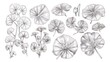 Hand-drawn monochrome illustration set featuring Centella asiatica flower leaf, perfect for graphic labels, stickers, menus, and packaging with an engraved look.
