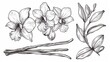 A set of Vanilla Blossoms and Stems, hand-drawn illustrations of an Orchid Blossom and seedpods on a separate background, bundled with a sketch of a spice in a linear art style created with black ink.