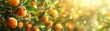 Harvestready citrus orchard, detailed oranges and lemons display, upper right text space